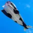 🐳 SkyBallena 3D ® - La cometa más alta y divertida en Agosto!